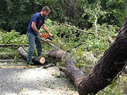 Reliable Dunkirk, NY Tree Care Solutions