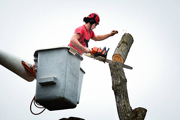How Our Tree Care Process Works  in  Dunkirk, NY